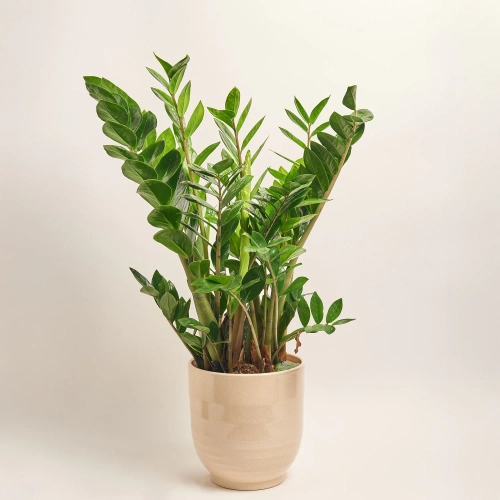 Зображення товару Заміокулькас та Кашпо Сет 510, артикул: 51853