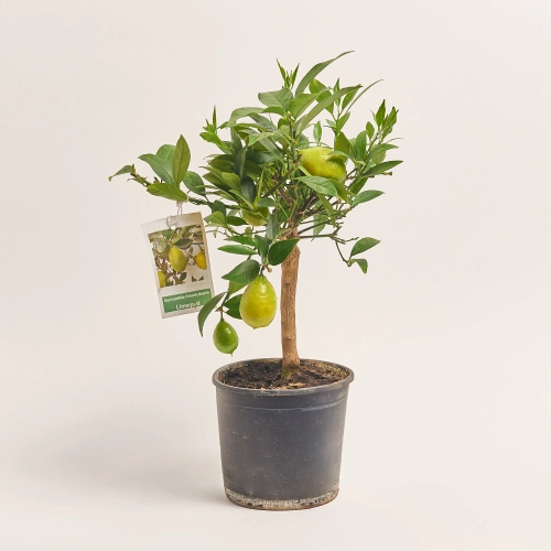 Зображення товару Цитрофортунелла мікрокарпа, артикул: 35706