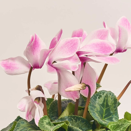 Цикламен XL мікс, артикул: 24014 Зображення товару Цикламен XL мікс, артикул: 24014