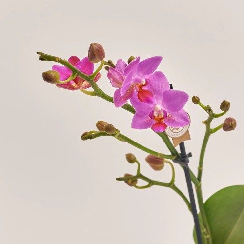 Фаленопсис міні 1ст. мікс, артикул: 55300 Зображення товару Фаленопсис міні 1ст. мікс, артикул: 55300