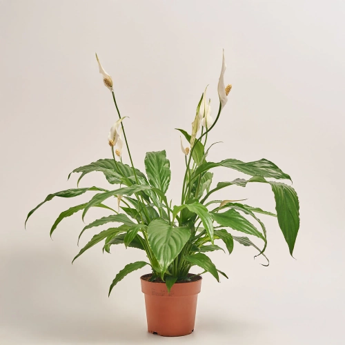 Спатифіллум Світ Чіко, артикул: 18382 Зображення товару Спатифіллум Світ Чіко, артикул: 18382