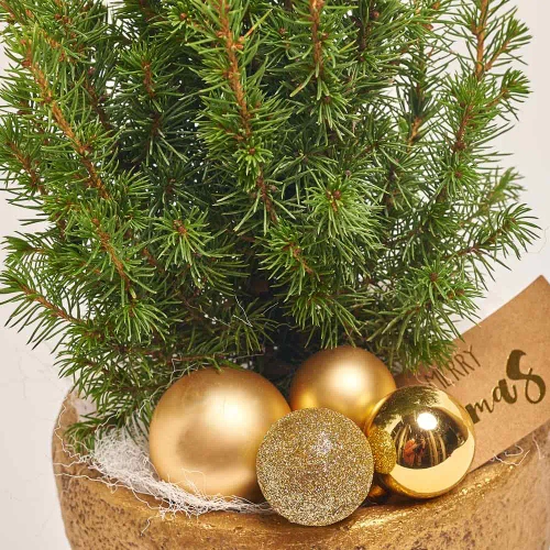 Ялина Перфекта декор в кер., артикул: 53918 Зображення товару Ялина Перфекта декор в кер., артикул: 53918