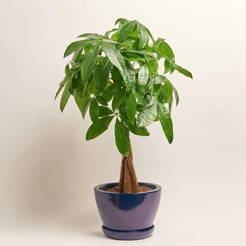 Зображення товару Пахіра Акватіка d20 (75-80) в кер., артикул: 49659