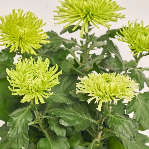 Хризантема Анастасія, артикул: 40193 Зображення товару Хризантема Анастасія, артикул: 40193