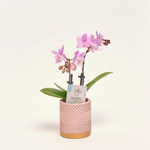 Зображення товару Фаленопсис міні мікс в кер. 2ст., артикул: 1322