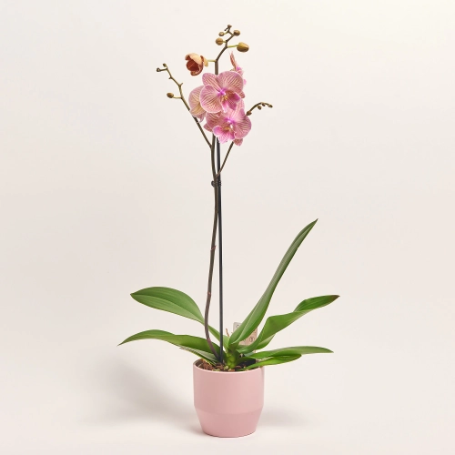 Зображення товару Фаленопсис та Кашпо Сет 346, артикул: 56292