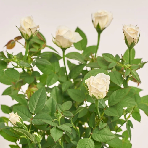 Троянда мікс, артикул: 52804 Зображення товару Троянда мікс, артикул: 52804