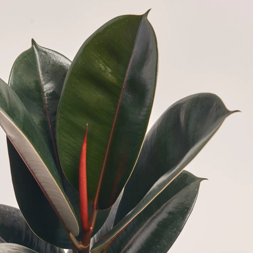 Фікус ел Абіджан 1ст., артикул: 41568 Зображення товару Фікус ел Абіджан 1ст., артикул: 41568