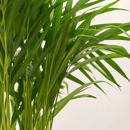 Зображення товару Дипсіс Лутесценс, артикул: 52657