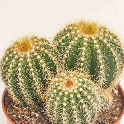 Зображення товару Нотокактус Варассі, артикул: 33837