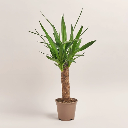 Юкка 1ст., артикул: 37424 Зображення товару Юкка 1ст., артикул: 37424