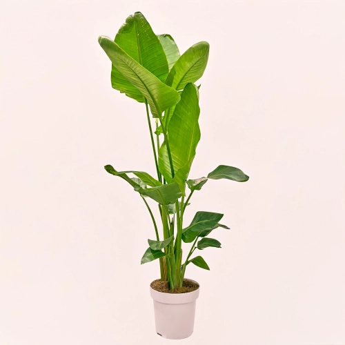 Стреліція Ніколай, артикул: 54155 Зображення товару Стреліція Ніколай, артикул: 54155