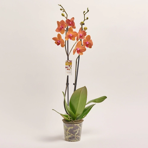 Фаленопсис 2ст. мікс, артикул: 18519 Зображення товару Фаленопсис 2ст. мікс, артикул: 18519