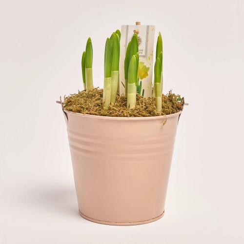 Нарцис Тет-а-Тет в цинк. горщ., артикул: 45319 Зображення товару Нарцис Тет-а-Тет в цинк. горщ., артикул: 45319