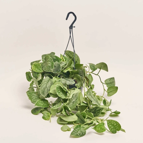 Зображення товару Сциндапсус Піктус Сільвер, артикул: 52008