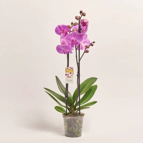 Зображення товару Фаленопсис 2ст. мікс, артикул: 19290