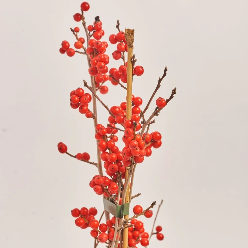 Ілекс Вертицилата, артикул: 22575 Зображення товару Ілекс Вертицилата, артикул: 22575