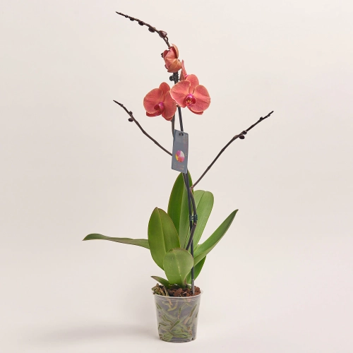 Зображення товару Фаленопсис 1ст. мікс, артикул: 49935