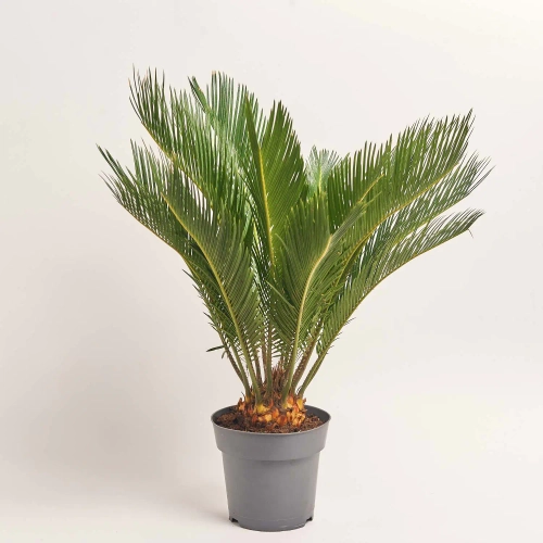 Зображення товару Цикас Революта, артикул: 56987