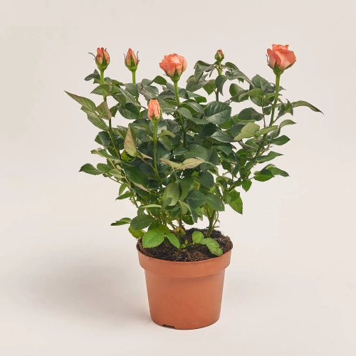 Зображення товару Троянда мікс, артикул: 1293