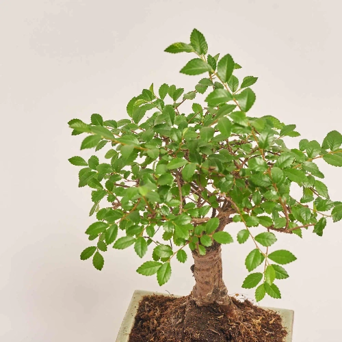 Бонсай в кер., артикул: 17924 Зображення товару Бонсай в кер., артикул: 17924