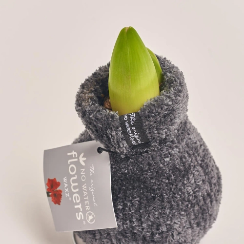 Зображення товару Амариліс "Коузі Тедді", артикул: 54804