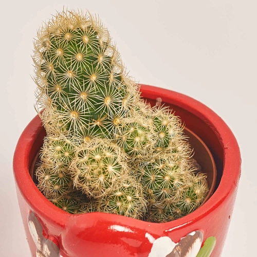 Зображення товару Кактус "Новорічний мікс" в кер., артикул: 53597