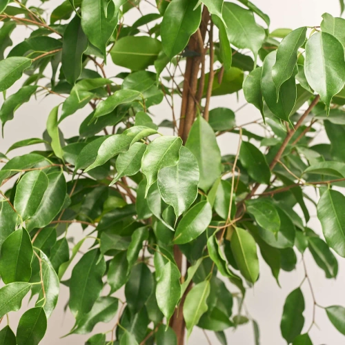 Зображення товару Фікус бе Екзотика, артикул: 35953