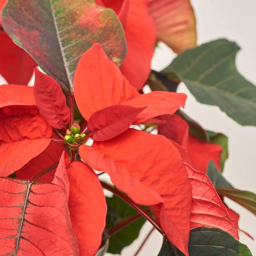 Зображення товару Пуансетія Крісмас Ред штамб., артикул: 32297