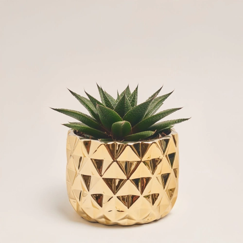 Зображення товару Сукулент мікс, артикул: 41177