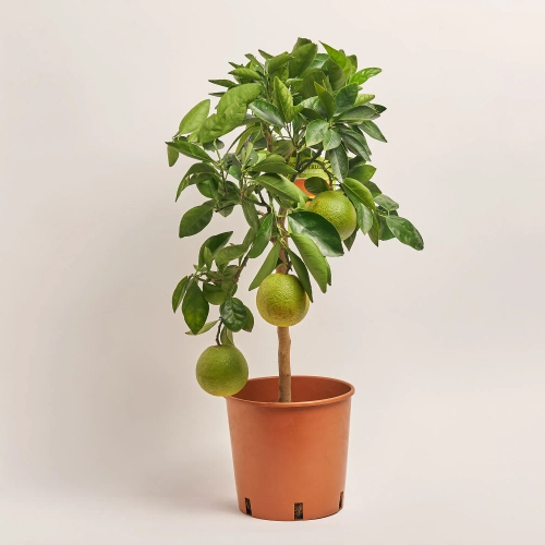 Зображення товару Цитрофортунелла Сіненсіс апельсин, артикул: 42735