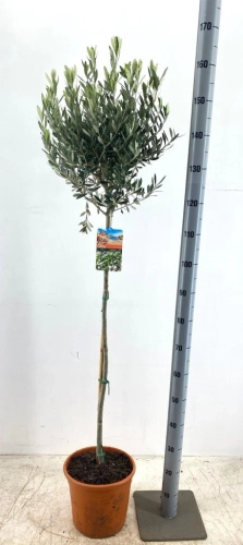Оливкове дерево штамб., артикул: 56756 Зображення товару Оливкове дерево штамб., артикул: 56756