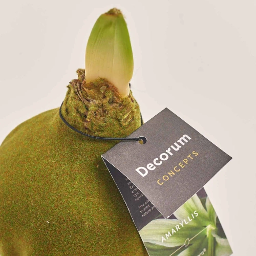 Зображення товару Амариліс "Вельвет Тач" Евергрін Декорум, артикул: 54371