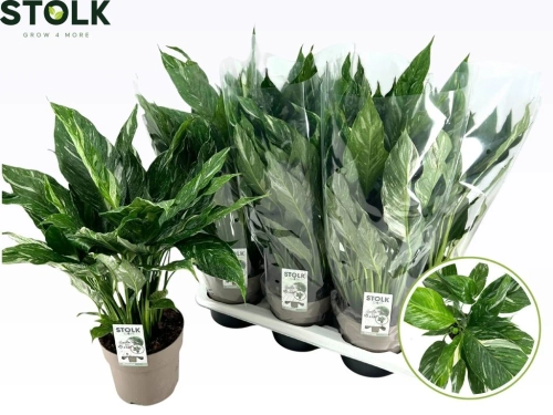 Зображення товару Спатифіллум Даймонд, артикул: 56574