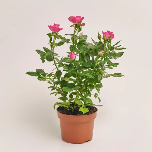 Троянда мікс, артикул: 1294 Зображення товару Троянда мікс, артикул: 1294