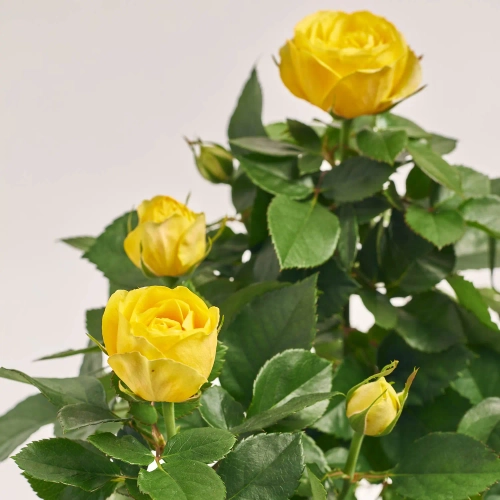 Троянда мікс, артикул: 1295 Зображення товару Троянда мікс, артикул: 1295