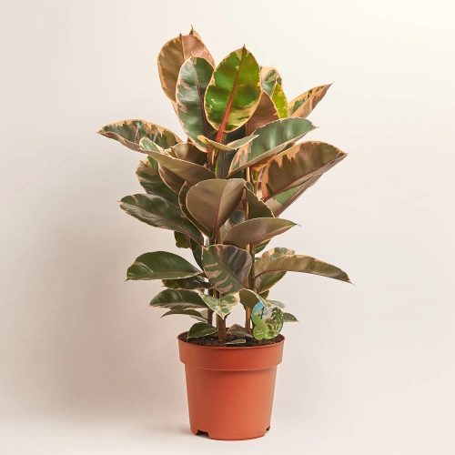 Фікус ел Белізе 3ст., артикул: 52991 Зображення товару Фікус ел Белізе 3ст., артикул: 52991