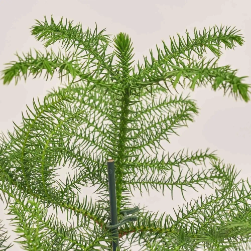 Араукарія Гетерофіла, артикул: 54170 Зображення товару Араукарія Гетерофіла, артикул: 54170