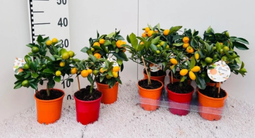 Зображення товару Цитрофортунелла мікс, артикул: 57692