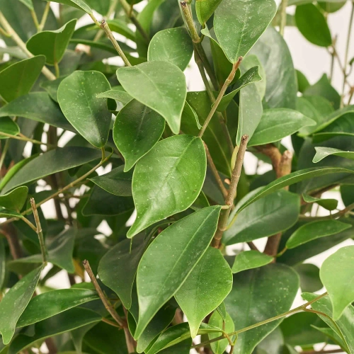 Фікус мікрокарпа Гінсенг в кер., артикул: 51385 Зображення товару Фікус мікрокарпа Гінсенг в кер., артикул: 51385