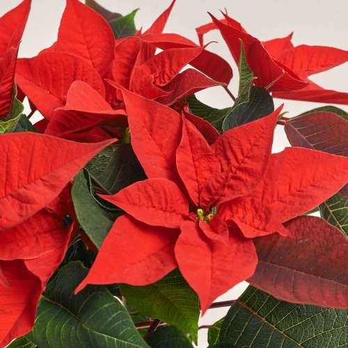 Пуансетія Суперба, артикул: 54053 Зображення товару Пуансетія Суперба, артикул: 54053