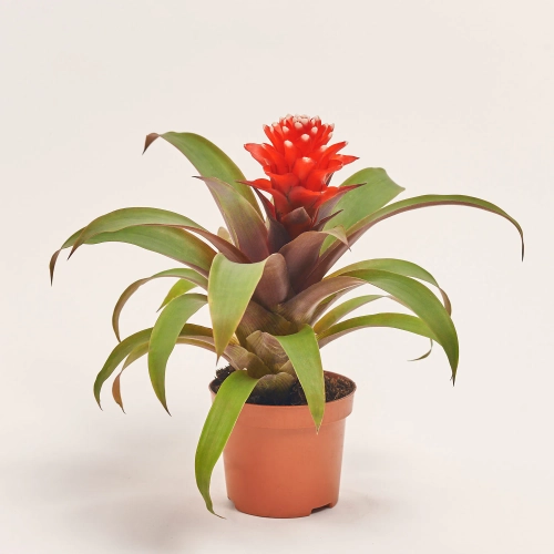 Зображення товару Гузманія Прісцила, артикул: 17761