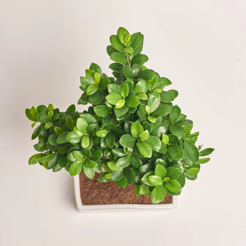 Фікус мікрокарпа Гінсенг в кераміці, артикул: 40242 Зображення товару Фікус мікрокарпа Гінсенг в кераміці, артикул: 40242
