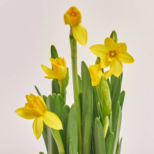 Нарцис Тет-а-тет в кер., артикул: 44298 Зображення товару Нарцис Тет-а-тет в кер., артикул: 44298