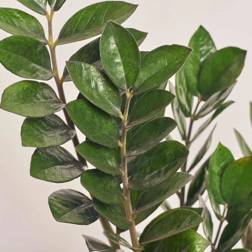 Зображення товару Заміокулькас Супер Нова 6ст., артикул: 56901