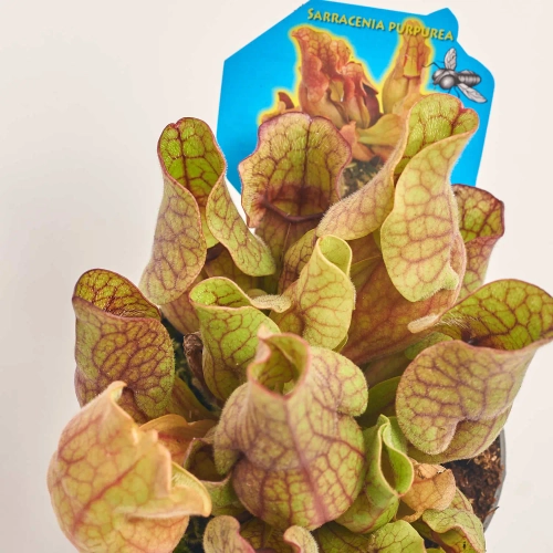 Зображення товару Сараценія, артикул: 49882