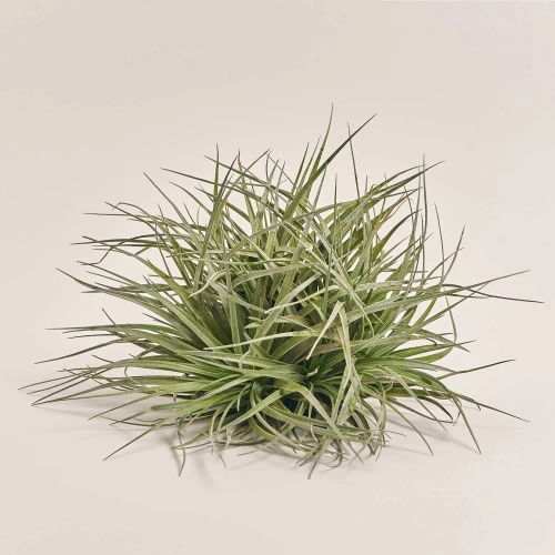 Тілландсія Супер Сільвер XXL, артикул: 53758 Зображення товару Тілландсія Супер Сільвер XXL, артикул: 53758