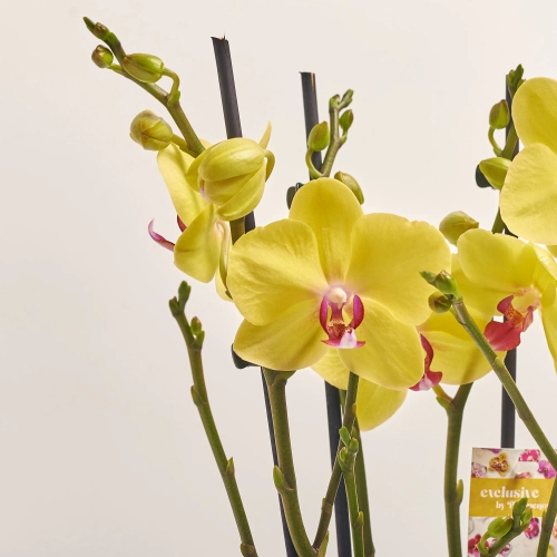 Зображення товару Фаленопсис "Лаймлайт" 3ст., артикул: 53458