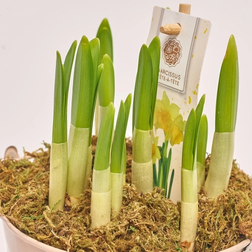 Нарцис Тет-а-Тет в цинк. горщ., артикул: 45319 Зображення товару Нарцис Тет-а-Тет в цинк. горщ., артикул: 45319