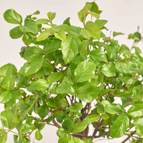 Бонсай в кер., артикул: 25670 Зображення товару Бонсай в кер., артикул: 25670